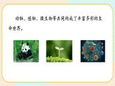 【核心素养】冀人版科学六年级上册17.保护生物 同步课件+同步练习+教学设计