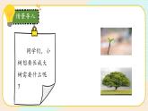 【核心素养】冀人版科学六年级上册12.植物的能量 同步课件+同步练习+教学设计