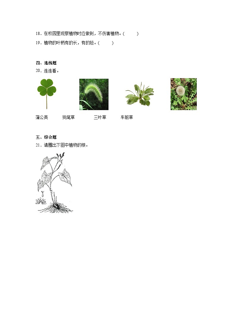 6.校园里的植物作业03