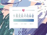 苏教版小学科学一年级上册3.3 探究秋叶的秘密 课件+视频素材