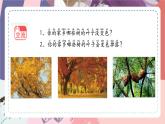 苏教版小学科学一年级上册3.3 探究秋叶的秘密 课件+视频素材