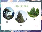 苏教版小学科学一年级上册3.3 探究秋叶的秘密 课件+视频素材