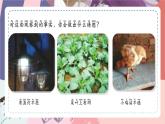 苏教版小学科学一年级上册3.1 事实与猜想 课件+视频素材