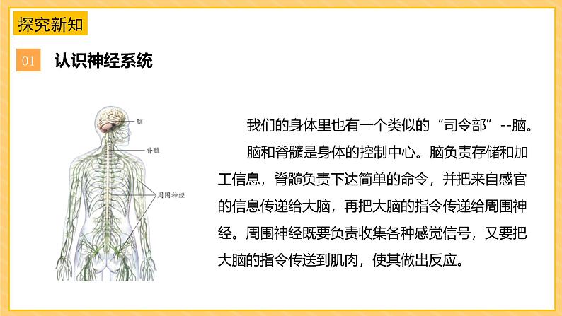 苏教版科学五年级上册 第18课  从刺激到反应（教学课件）第8页