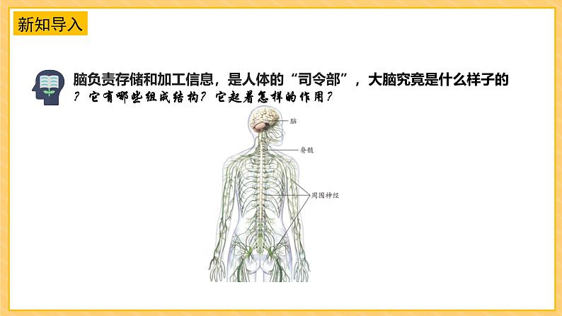 苏教版科学五年级上册 第19课  我们的大脑（教学课件）第5页