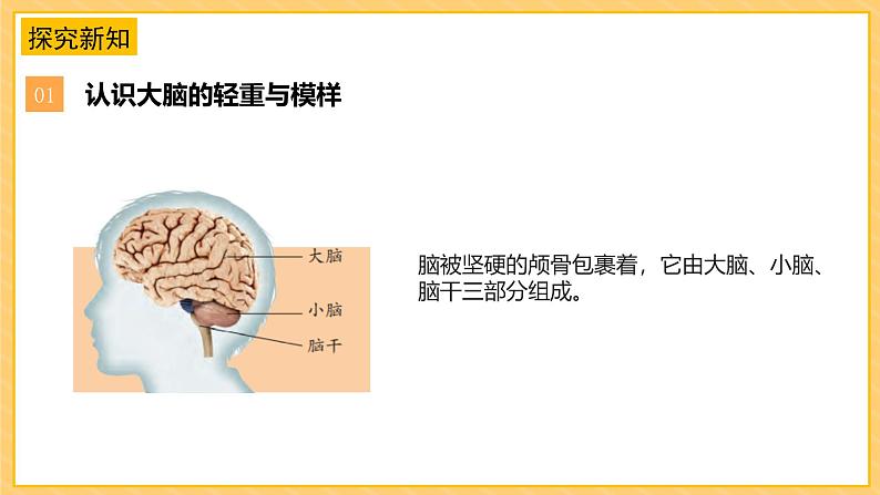 苏教版科学五年级上册 第19课  我们的大脑（教学课件）第7页