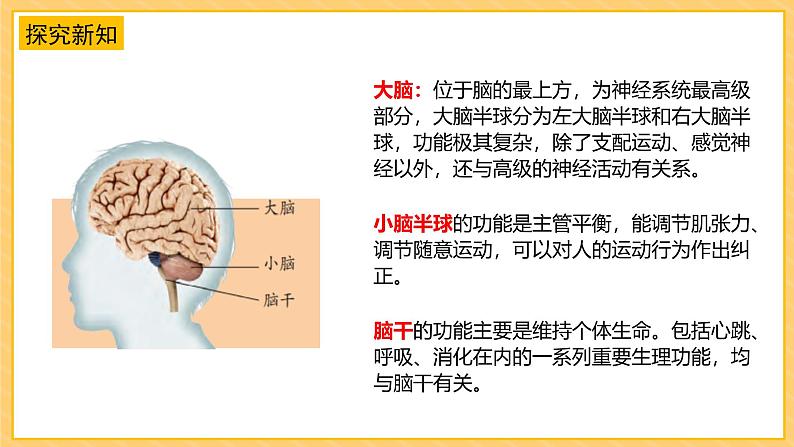 苏教版科学五年级上册 第19课  我们的大脑（教学课件）第8页