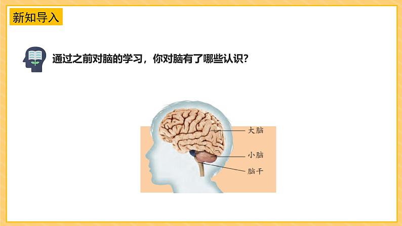 苏教版科学五年级上册 第20课 大脑的开发与利用 教学课件+同步教案+同步练习05