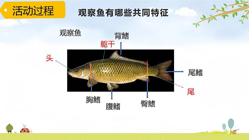 青岛版六三制科学四上第一单元第2课《鱼》PPT课件06