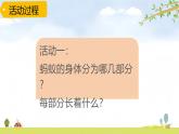青岛版六三制科学四上第一单元第1课《蚂蚁》PPT课件