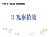教科版1上科学第1单元第2课《观察植物》课件