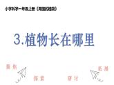 教科版1上科学第1单元第3课《植物长在哪里》课件