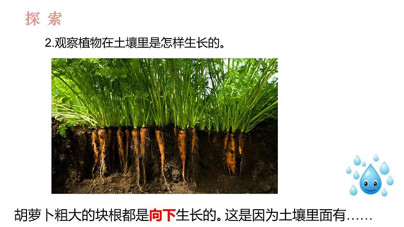 教科版1上科学第1单元第3课《植物长在哪里》课件05