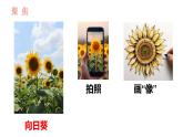 教科版1上科学第1单元第4课《给植物画张“像”》课件