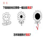 教科版1上科学第1单元第4课《给植物画张“像”》课件