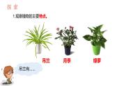 教科版1上科学第1单元第4课《给植物画张“像”》课件