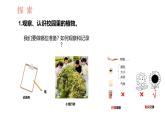 教科版1上科学第1单元第6课《校园里的植物》课件