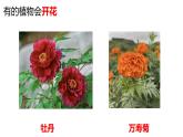 教科版1上科学第1单元科学阅读《多样的植物》课件