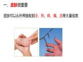 教科版1上科学第2单元《我们自己》科学阅读课件