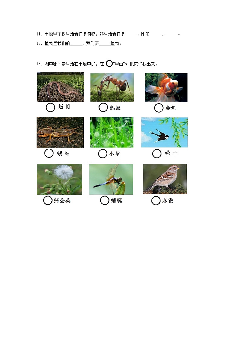 【核心素养】教科版小学科学一上+1.3《植物长在哪里》课件+教案+练习（含答案）02