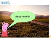 【核心素养】教科版小学科学一上+1.3《植物长在哪里》课件+教案+练习（含答案）