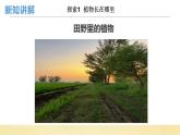 【核心素养】教科版小学科学一上+1.3《植物长在哪里》课件+教案+练习（含答案）