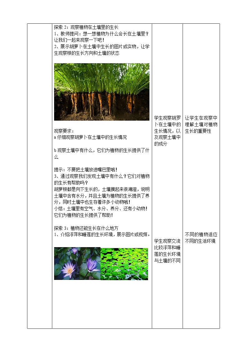 【核心素养】教科版小学科学一上+1.3《植物长在哪里》课件+教案+练习（含答案）02