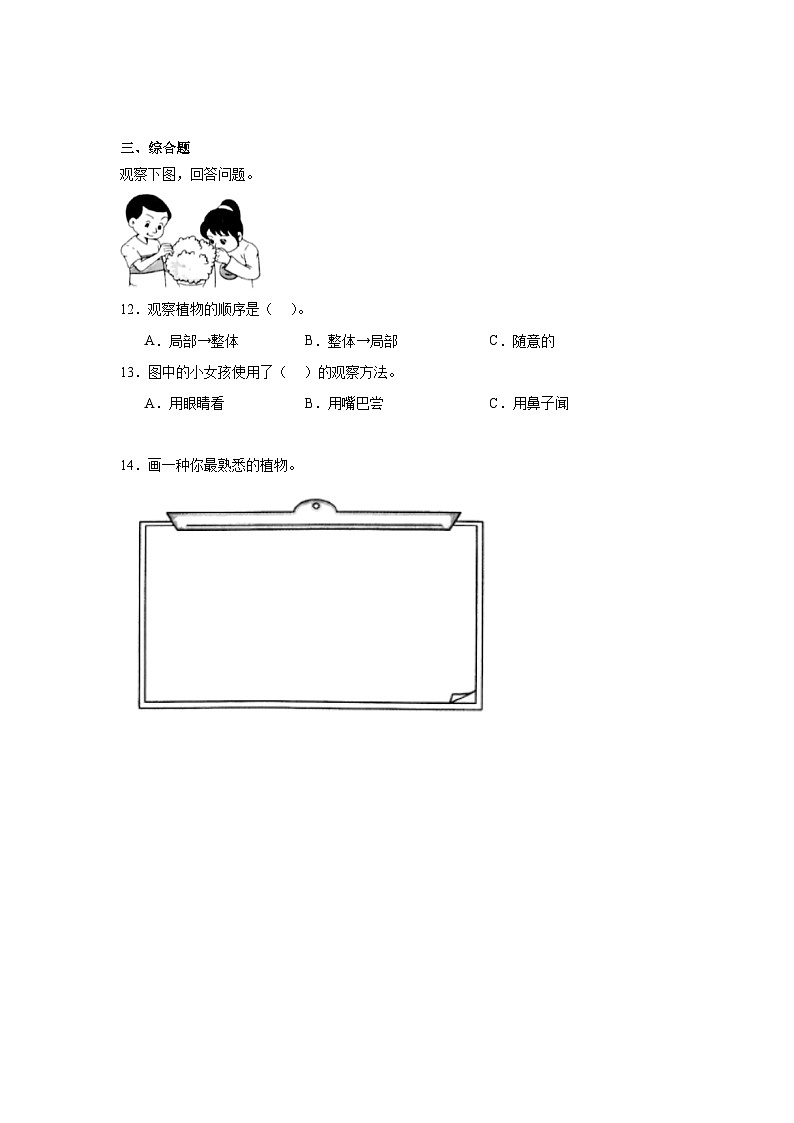 【核心素养】教科版小学科学一上+1.4《给植物画张“像”》课件+教案+练习（含答案）02