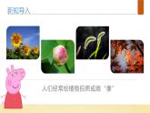 【核心素养】教科版小学科学一上+1.4《给植物画张“像”》课件+教案+练习（含答案）