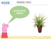 【核心素养】教科版小学科学一上+1.4《给植物画张“像”》课件+教案+练习（含答案）