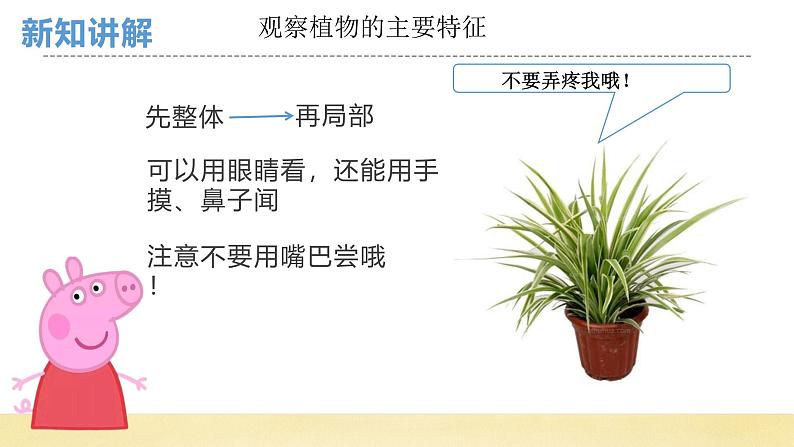 【核心素养】教科版小学科学一上+1.4《给植物画张“像”》课件+教案+练习（含答案）06