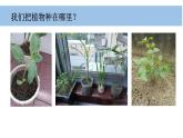 小学科学新教科版一年级上册第一单元第3课《植物长在哪里》教学课件（2024秋）
