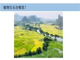 小学科学新教科版一年级上册第一单元第3课《植物长在哪里》教学课件（2024秋）