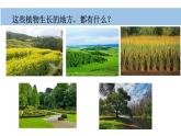 小学科学新教科版一年级上册第一单元第3课《植物长在哪里》教学课件（2024秋）