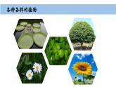 小學(xué)科學(xué)新教科版一年級(jí)上冊(cè)第一單元第4課《給植物畫張“像”》教學(xué)課件（2024秋）