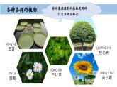 小學(xué)科學(xué)新教科版一年級(jí)上冊(cè)第一單元第4課《給植物畫張“像”》教學(xué)課件（2024秋）