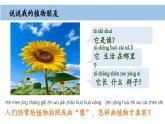 小學(xué)科學(xué)新教科版一年級(jí)上冊(cè)第一單元第4課《給植物畫張“像”》教學(xué)課件（2024秋）