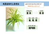 小學(xué)科學(xué)新教科版一年級(jí)上冊(cè)第一單元第4課《給植物畫張“像”》教學(xué)課件（2024秋）