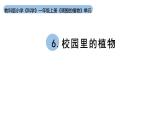 小學(xué)科學(xué)新教科版一年級(jí)上冊(cè)第一單元第6課《校園里的植物》教學(xué)課件（2024秋）