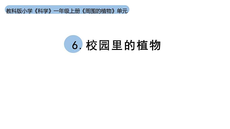 小学科学新教科版一年级上册第一单元第6课《校园里的植物》教学课件（2024秋）01