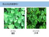小學(xué)科學(xué)新教科版一年級(jí)上冊(cè)第一單元第6課《校園里的植物》教學(xué)課件（2024秋）