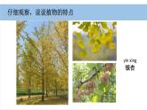 小學(xué)科學(xué)新教科版一年級(jí)上冊(cè)第一單元第6課《校園里的植物》教學(xué)課件（2024秋）