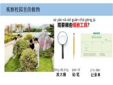 小學(xué)科學(xué)新教科版一年級(jí)上冊(cè)第一單元第6課《校園里的植物》教學(xué)課件（2024秋）