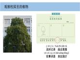 小學(xué)科學(xué)新教科版一年級(jí)上冊(cè)第一單元第6課《校園里的植物》教學(xué)課件（2024秋）