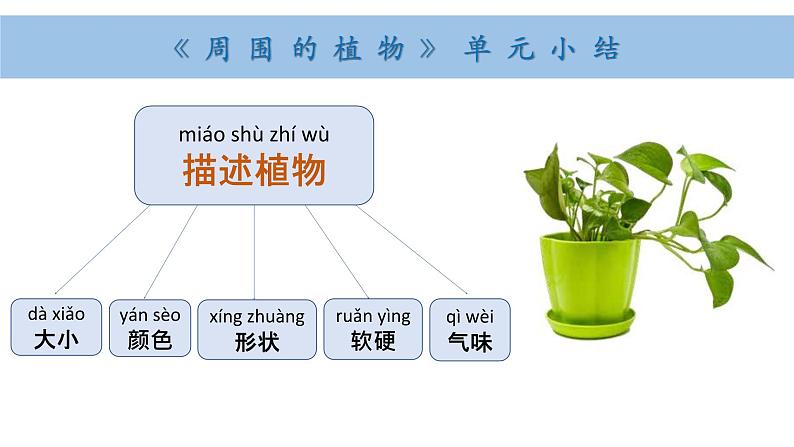 小学科学新教科版一年级上册第一单元小结和科学阅读教学课件（2024秋）03