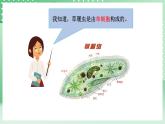 青岛版六三制（2017）科学六年级上册1.1《细胞》课件