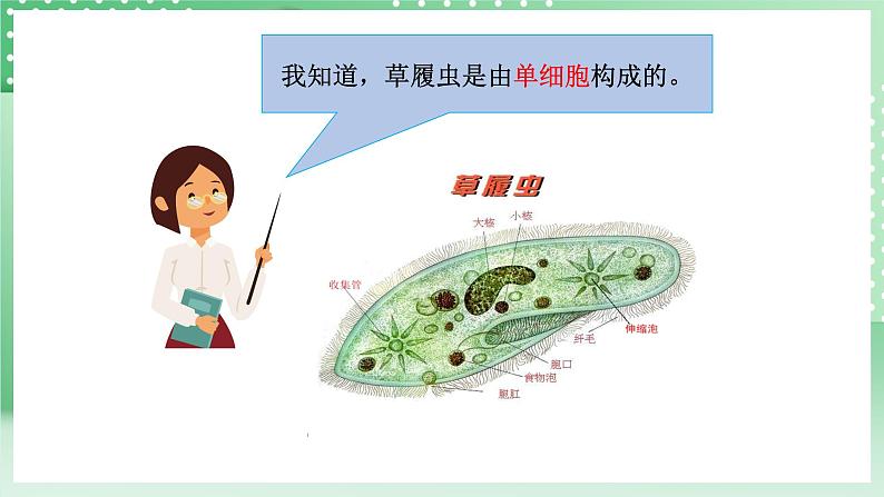 青岛版六三制（2017）科学六年级上册1.1《细胞》课件第5页