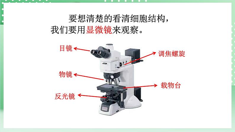 青岛版六三制（2017）科学六年级上册1.1《细胞》课件07