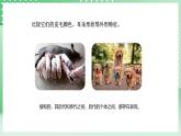 青岛版六三制（2017）科学六年级上册1.2 《像与不像》课件