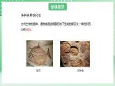 青岛版六三制（2017）科学六年级上册1.3 《灭绝的生物》课件